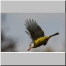 Parus caeruleus - Blaumeise 03.jpg